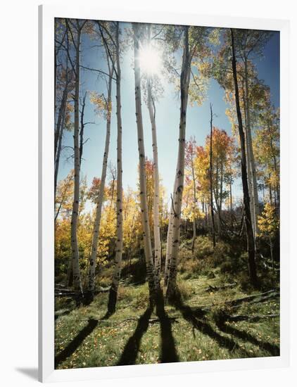 Utah, Autumn Colors of Aspen Trees (Populus Tremuloides) in the NF-Christopher Talbot Frank-Framed Photographic Print