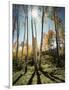 Utah, Autumn Colors of Aspen Trees (Populus Tremuloides) in the NF-Christopher Talbot Frank-Framed Photographic Print