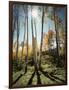 Utah, Autumn Colors of Aspen Trees (Populus Tremuloides) in the NF-Christopher Talbot Frank-Framed Photographic Print