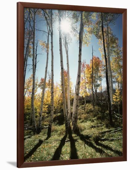 Utah, Autumn Colors of Aspen Trees (Populus Tremuloides) in the NF-Christopher Talbot Frank-Framed Photographic Print