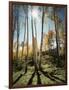 Utah, Autumn Colors of Aspen Trees (Populus Tremuloides) in the NF-Christopher Talbot Frank-Framed Photographic Print