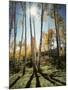 Utah, Autumn Colors of Aspen Trees (Populus Tremuloides) in the NF-Christopher Talbot Frank-Mounted Photographic Print