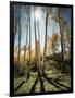 Utah, Autumn Colors of Aspen Trees (Populus Tremuloides) in the NF-Christopher Talbot Frank-Framed Photographic Print