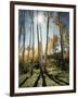 Utah, Autumn Colors of Aspen Trees (Populus Tremuloides) in the NF-Christopher Talbot Frank-Framed Photographic Print