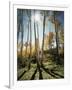 Utah, Autumn Colors of Aspen Trees (Populus Tremuloides) in the NF-Christopher Talbot Frank-Framed Photographic Print