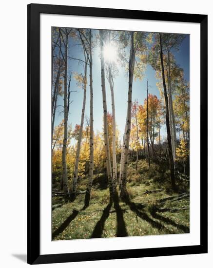 Utah, Autumn Colors of Aspen Trees (Populus Tremuloides) in the NF-Christopher Talbot Frank-Framed Photographic Print