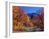 Utah. Bigtooth Maples in Autumn Below Logan Peak. Uinta-Wasatch-Cache-Scott T. Smith-Framed Photographic Print