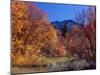 Utah. Bigtooth Maples in Autumn Below Logan Peak. Uinta-Wasatch-Cache-Scott T. Smith-Mounted Photographic Print