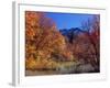 Utah. Bigtooth Maples in Autumn Below Logan Peak. Uinta-Wasatch-Cache-Scott T. Smith-Framed Photographic Print