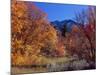 Utah. Bigtooth Maples in Autumn Below Logan Peak. Uinta-Wasatch-Cache-Scott T. Smith-Mounted Photographic Print