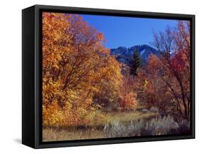 Utah. Bigtooth Maples in Autumn Below Logan Peak. Uinta-Wasatch-Cache-Scott T. Smith-Framed Stretched Canvas