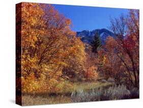 Utah. Bigtooth Maples in Autumn Below Logan Peak. Uinta-Wasatch-Cache-Scott T. Smith-Stretched Canvas