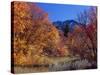 Utah. Bigtooth Maples in Autumn Below Logan Peak. Uinta-Wasatch-Cache-Scott T. Smith-Stretched Canvas