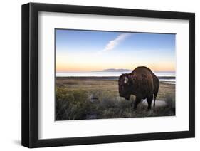 Utah Bison-Jason Savage-Framed Art Print