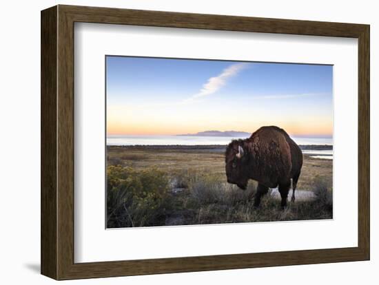 Utah Bison-Jason Savage-Framed Art Print