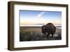 Utah Bison-Jason Savage-Framed Art Print