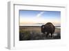 Utah Bison-Jason Savage-Framed Art Print