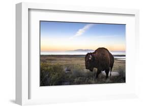 Utah Bison-Jason Savage-Framed Art Print