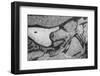 Utah. Black and White Image of Abstract Design of Frozen Bubble Patterns in Stream, Near Moab-Judith Zimmerman-Framed Photographic Print