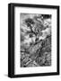 Utah. Black and White Image of Desert Juniper Tree Growing Out of a Canyon Wall, Cedar Mesa-Judith Zimmerman-Framed Photographic Print