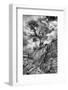 Utah. Black and White Image of Desert Juniper Tree Growing Out of a Canyon Wall, Cedar Mesa-Judith Zimmerman-Framed Photographic Print