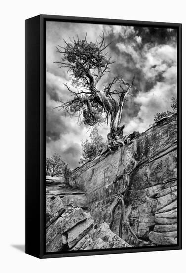 Utah. Black and White Image of Desert Juniper Tree Growing Out of a Canyon Wall, Cedar Mesa-Judith Zimmerman-Framed Stretched Canvas