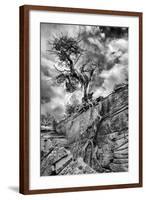 Utah. Black and White Image of Desert Juniper Tree Growing Out of a Canyon Wall, Cedar Mesa-Judith Zimmerman-Framed Photographic Print