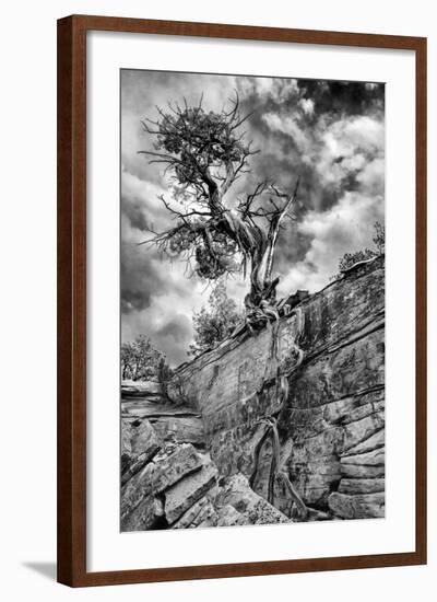 Utah. Black and White Image of Desert Juniper Tree Growing Out of a Canyon Wall, Cedar Mesa-Judith Zimmerman-Framed Photographic Print