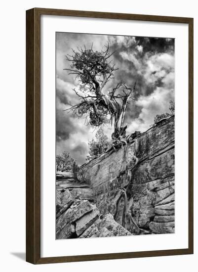 Utah. Black and White Image of Desert Juniper Tree Growing Out of a Canyon Wall, Cedar Mesa-Judith Zimmerman-Framed Photographic Print