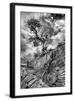 Utah. Black and White Image of Desert Juniper Tree Growing Out of a Canyon Wall, Cedar Mesa-Judith Zimmerman-Framed Photographic Print