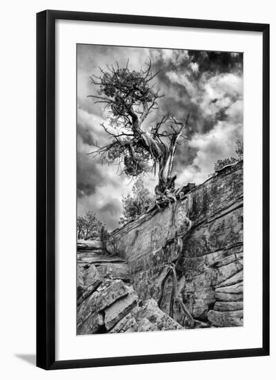 Utah. Black and White Image of Desert Juniper Tree Growing Out of a Canyon Wall, Cedar Mesa-Judith Zimmerman-Framed Photographic Print