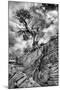 Utah. Black and White Image of Desert Juniper Tree Growing Out of a Canyon Wall, Cedar Mesa-Judith Zimmerman-Mounted Photographic Print