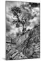 Utah. Black and White Image of Desert Juniper Tree Growing Out of a Canyon Wall, Cedar Mesa-Judith Zimmerman-Mounted Photographic Print