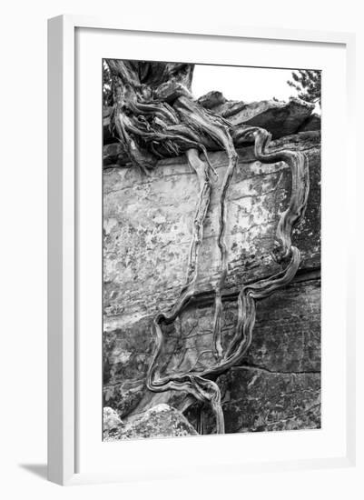 Utah. Black and White Image of Desert Juniper Tree Growing Out of a Canyon Wall-Judith Zimmerman-Framed Photographic Print