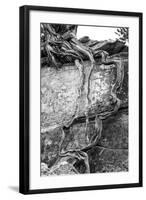 Utah. Black and White Image of Desert Juniper Tree Growing Out of a Canyon Wall-Judith Zimmerman-Framed Photographic Print