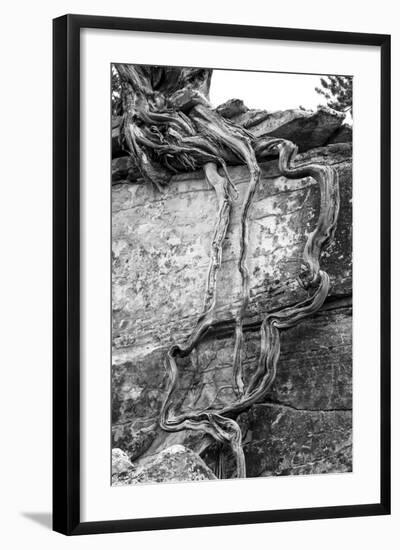 Utah. Black and White Image of Desert Juniper Tree Growing Out of a Canyon Wall-Judith Zimmerman-Framed Photographic Print