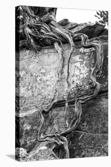 Utah. Black and White Image of Desert Juniper Tree Growing Out of a Canyon Wall-Judith Zimmerman-Stretched Canvas
