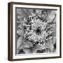 Utah. Black and White Image of Flowering Whipple's Fishhook Cactus-Judith Zimmerman-Framed Photographic Print