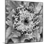 Utah. Black and White Image of Flowering Whipple's Fishhook Cactus-Judith Zimmerman-Mounted Photographic Print