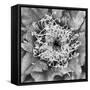 Utah. Black and White Image of Flowering Whipple's Fishhook Cactus-Judith Zimmerman-Framed Stretched Canvas