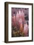 Utah, Bryce Canyon National Park, Bryce Canyon and Hoodoos-Jamie And Judy Wild-Framed Photographic Print