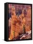 Utah, Bryce Canyon National Park, Bryce Canyon and Hoodoos-Jamie And Judy Wild-Framed Stretched Canvas