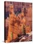 Utah, Bryce Canyon National Park, Bryce Canyon and Hoodoos-Jamie And Judy Wild-Stretched Canvas