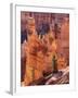 Utah, Bryce Canyon National Park, Bryce Canyon and Hoodoos-Jamie And Judy Wild-Framed Photographic Print