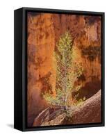 Utah, Bryce Canyon National Park, Bryce Canyon and Hoodoos-Jamie And Judy Wild-Framed Stretched Canvas