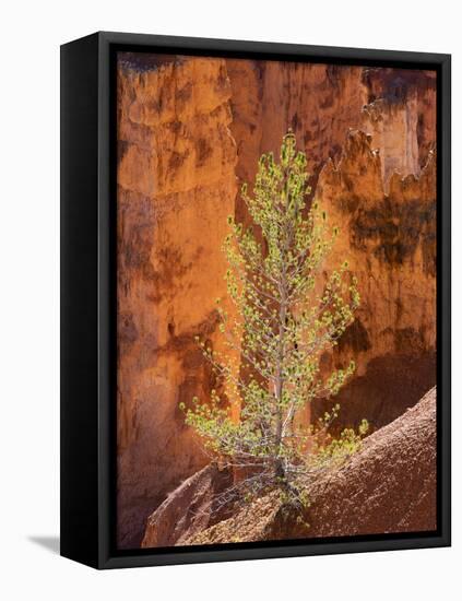 Utah, Bryce Canyon National Park, Bryce Canyon and Hoodoos-Jamie And Judy Wild-Framed Stretched Canvas