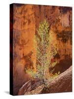 Utah, Bryce Canyon National Park, Bryce Canyon and Hoodoos-Jamie And Judy Wild-Stretched Canvas