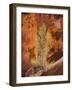 Utah, Bryce Canyon National Park, Bryce Canyon and Hoodoos-Jamie And Judy Wild-Framed Photographic Print