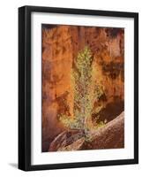 Utah, Bryce Canyon National Park, Bryce Canyon and Hoodoos-Jamie And Judy Wild-Framed Photographic Print