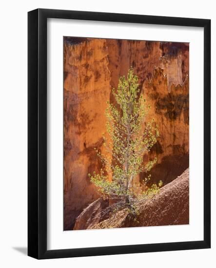 Utah, Bryce Canyon National Park, Bryce Canyon and Hoodoos-Jamie And Judy Wild-Framed Photographic Print